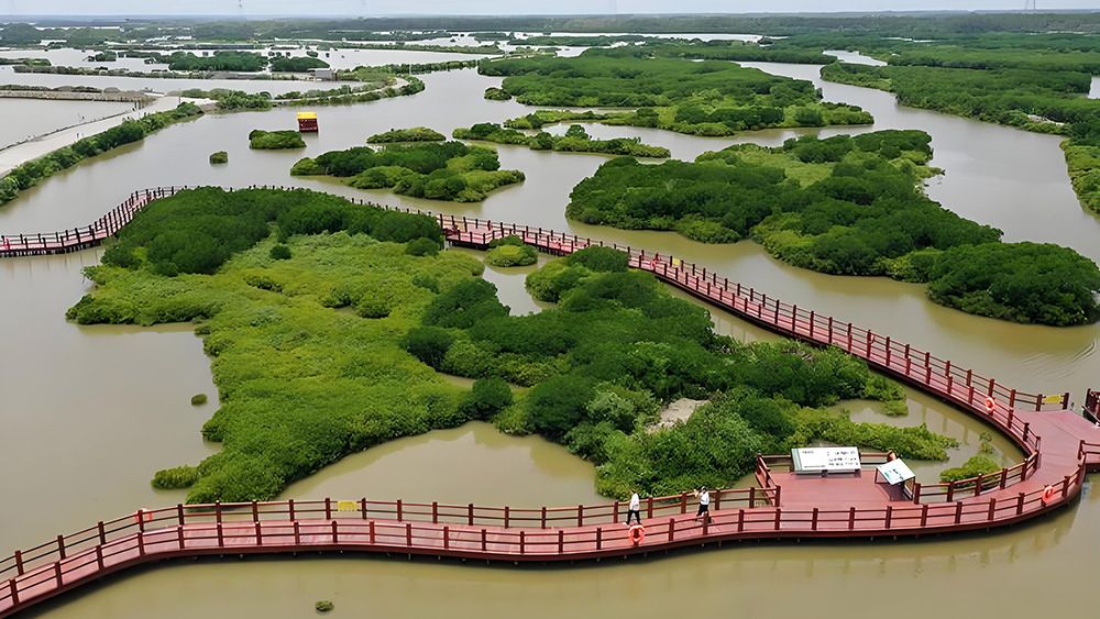 德立码头德普浮桥：雷州九龙山红树林国家湿地公园浮桥栈桥